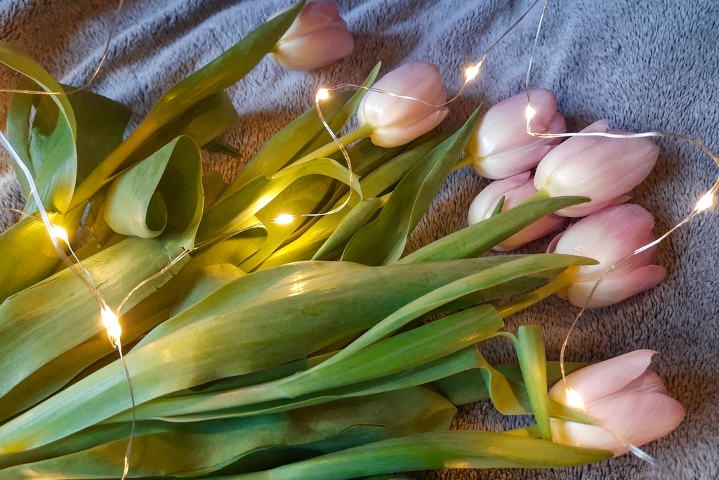 tulipany